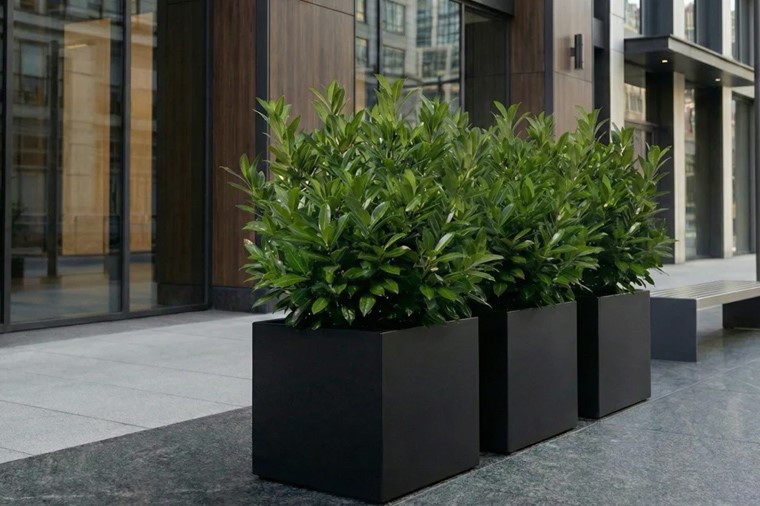 boruidi planter boruidi planter